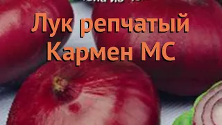 Лук репчатый Кармен МС (karmen ms) 🌿 репчатый лук Кармен МС обзор: как сажать, семена лука Кармен МС