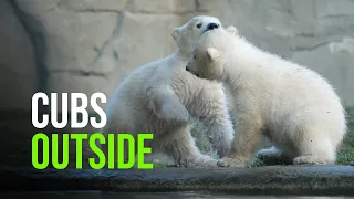 Baby Polar Bears Explore The Outdoors For The First Time