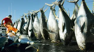 Amazing Automatic Longline Fishing Net Catch Giant Tuna - Amazing big catching on the sea