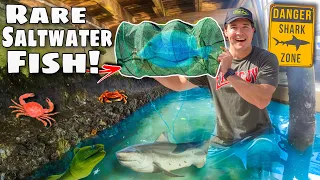 Trapping Exotic Aquarium Fish Under SHARK Infested Dock! (Expensive Fish Free!)