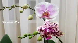 Orchids/ Цветение орхидей на 17.02.2018.  |  Orchid | Орхидея