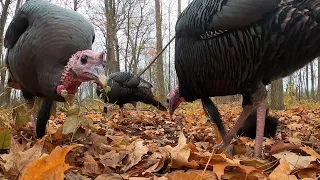 10 hour - Turkey Birds of the Forest -  November 25, 2021