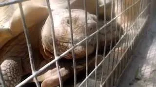 Feeding a Giant Tortoise at Monkey Park, Tenerife