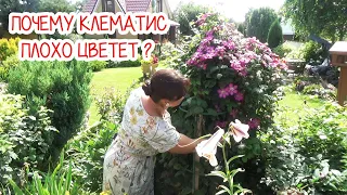 Почему клематис плохо цветет? Как заставить цвести клематис по всей высоте побегов?