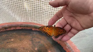 #BUTTERFLIES #LONG WING ZEBRA #GULF FRITILLARY.