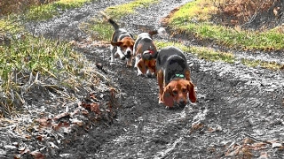 Skyview's Beagles Rabbit Hunting