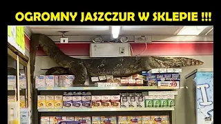 OGROMNA JASZCZURKA W SKLEPIE / epoka ciekawostek