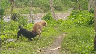 Super Fast Dog Mating