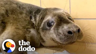 Seal Pup As Small As A Carry On Bag Nursed Back To Health | The Dodo Little But Fierce