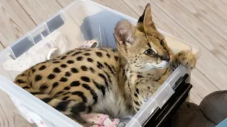SERVAL FOUND THE PERFECT BOX / Fearsome raccoon leaves a message for bobcat