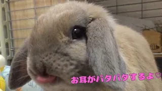 ☆うさぎ☆ お耳が可愛いホーランドロップのつきちゃん♡ My little bunny runs with his ears flapped.