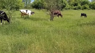 Я пасу корів. Форсмажор. Монолог проткорівництво.🐄🐄🐄