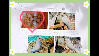 Baby Budgie Growth Stage Day 1 to Day 30| First 30 Days of Baby Budgies Timelapse