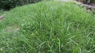 Overgrown lawn mowing, serene backyard, 2 months no #LawnCare
