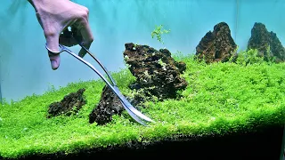 PLANTING MONTE CARLO IN AQUARIUM - Planted Aquarium Setup