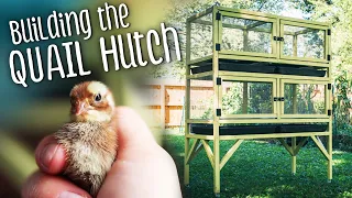 Building our DIY QUAIL Hutch + so many chicks!