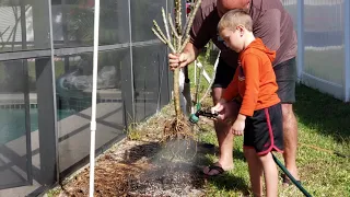 Storing Plumeria Bare Root for Winter (How to)