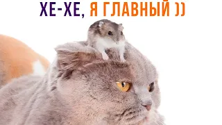 ХЕ-ХЕ, Я ГЛАВНЫЙ ))) | Приколы с котами | Мемозг 1297