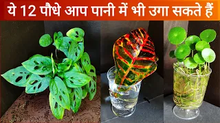 Plants you can grow in Water without soil | 12 पौधे जो आप पानी में उगा सकते हैं, Grow Plant in water