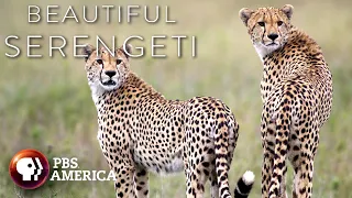 The Chase | Beautiful Serengeti | PBS America