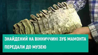 20.10.2020 Новий експонат: знайдений на Вінниччині зуб мамонта передали до краєзнавчого музею