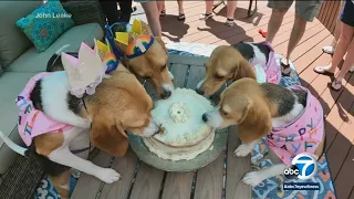 Beagles reunited 1 year after being rescued from testing facility