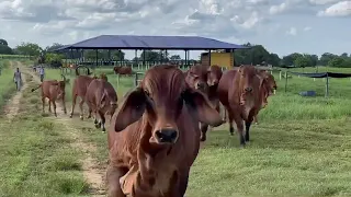 Brahman Rojo Colombiano - Ganaderia Monte Carlo