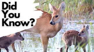 Things you need to know about CHINESE WATER DEER!