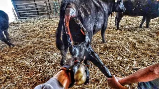 WILD day of Calving Cows