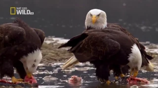 Nature's Beauty Documentary HD - American Eagle