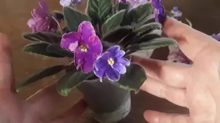 What is an african violet chimera and how do they work