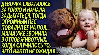 Девочка подобрала бродячую собаку, а позже вся семья остолбенела от того, что произошло