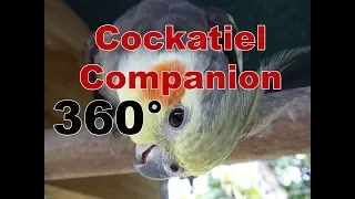 Cockatiel Companion | 1 Hour of 360 degree Aviary Cockatiel Companion