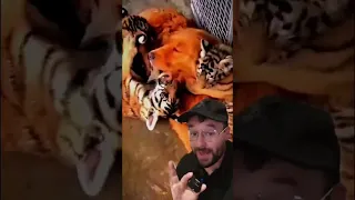 Perrito adopta y alimenta a tigres huérfanos 🥰