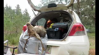 Yaris Times in the Pines. A fallow mission