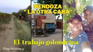 TRABAJAMOS EN LA Cosecha de Uva" #8 temp 4 -Mendoza Argentina  en triciclo -