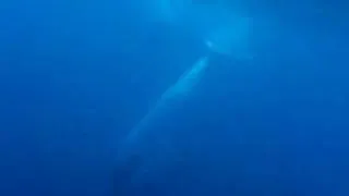 Snorkelling with humpback whales in Vava'u, Tonga