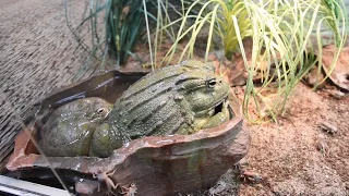 Наедине с африканским водоносом