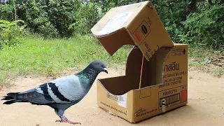 Quick Bird Trap - Easy Technique Pigeon Trap Using Cardboard Box