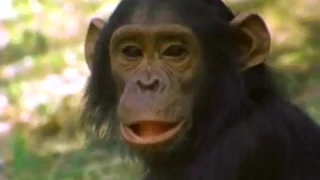 end Among the Wild Chimpanzees    Full Documentary with subtitles