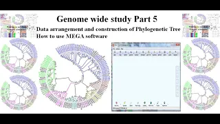Genome wide study Part 5 | Phylogenetic Tree #MEGA