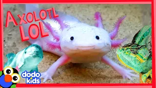 These Axolotls Want To Make You LOL | Laugh To School | Dodo Kids