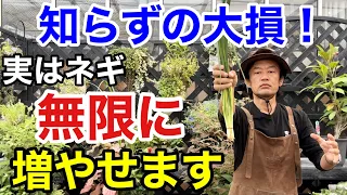 【目からウロコ】ネギは家で永遠に収穫できます。　                            【カーメン君】【園芸】【ガーデニング】【初心者】