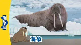 [4K] 认识动物 - 海象 ( Meet the Animals - Walrus) | 海洋动物 | Animals | Chinese | Little Fox