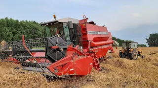 WTOPA Kombajnu! Ekstremalne Żniwa na Mazowszu! [F.P.H.U. REDI] Jęczmień Ozimy vs Massey Ferguson 30