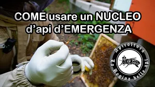 COME usare un NUCLEO d'api d'EMERGENZA #apicoltura