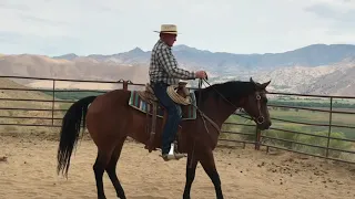 Teaching a Horse to Stop Off Your Seat