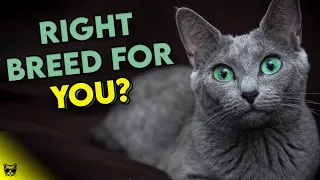 Is The RUSSIAN BLUE Cat The RIGHT Breed For You? Find Out Now!