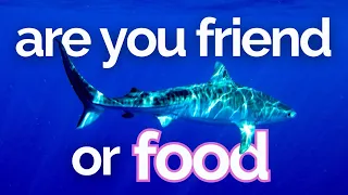 How to Get Over Your Fear of Sharks | Scuba Instructor Advice