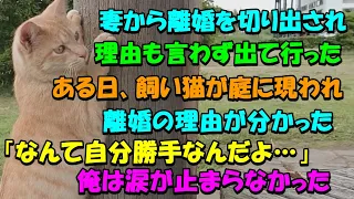 妻から離婚を切り出され理由も言わず出て行った ある日、飼い猫が庭に現れてなんと離婚の理由が判明！その真相に涙が止まらない【猫の不思議な話】